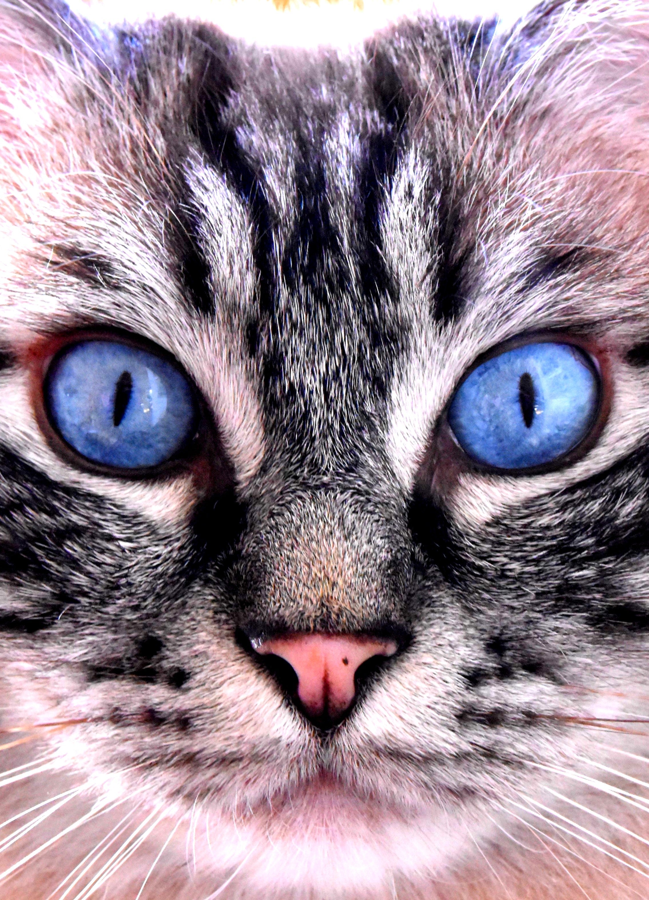 Für deine Katze