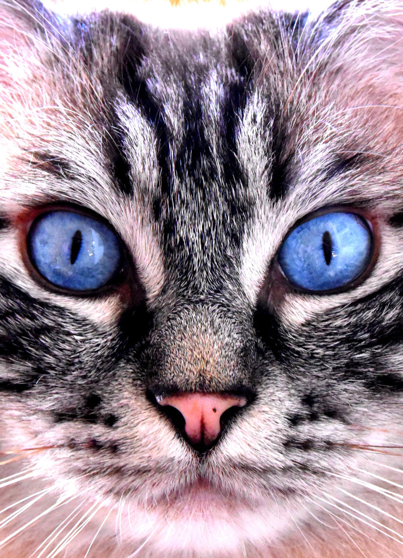 Für deine Katze