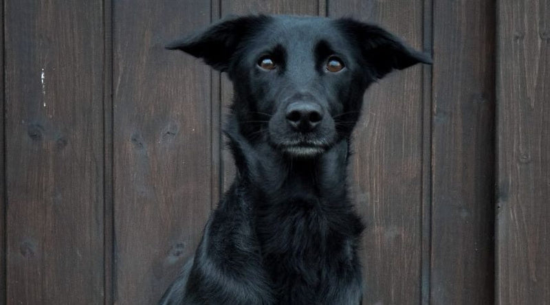 Für deinen Hund