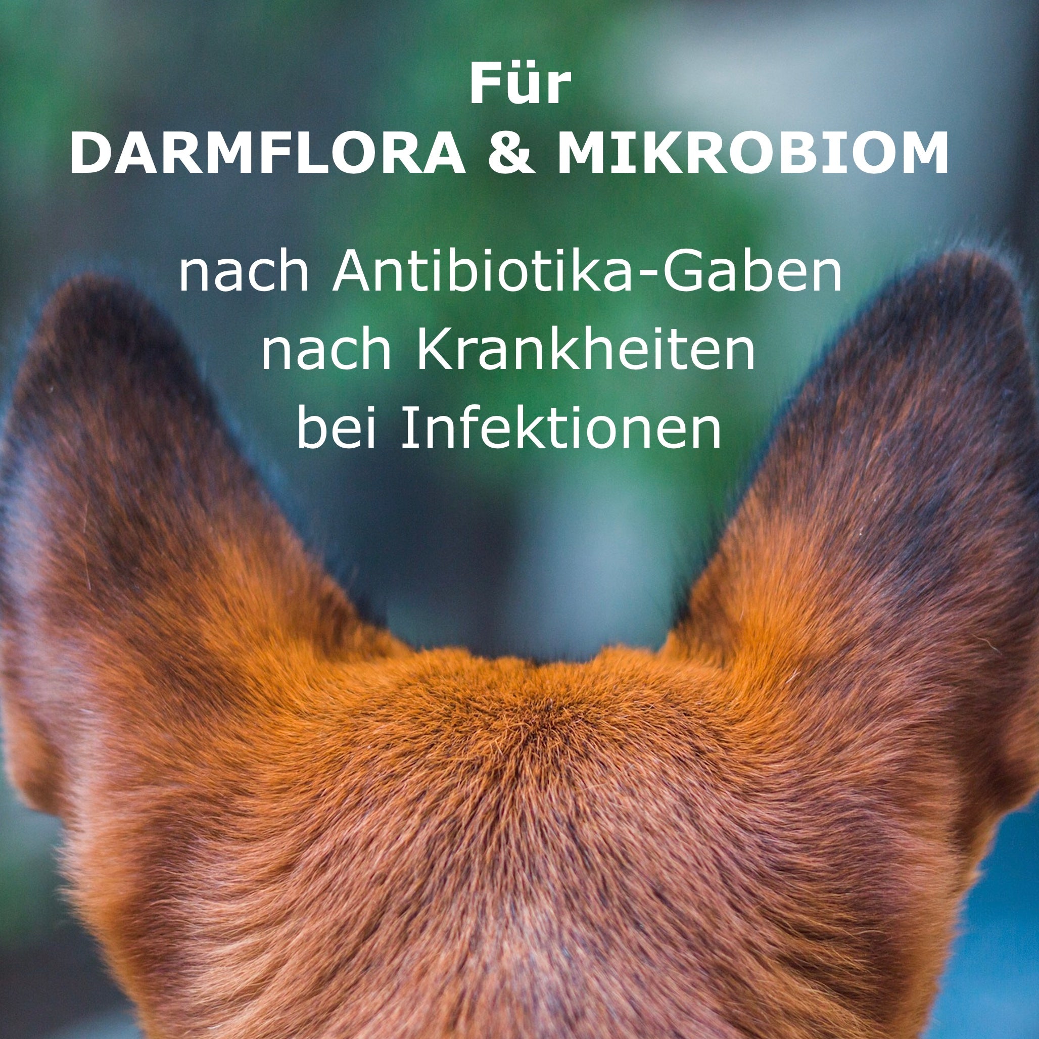 CaniMove probiotic